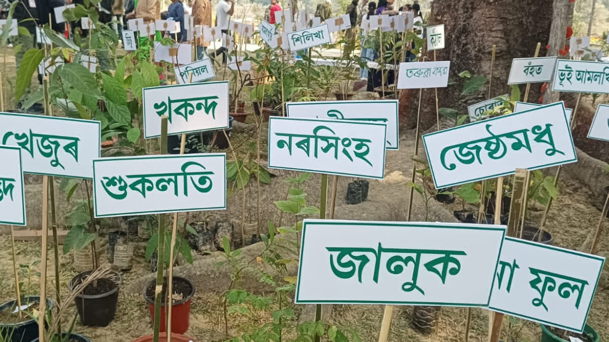 Tree-flower fair at Melamara Tea Eco-Tourism Site