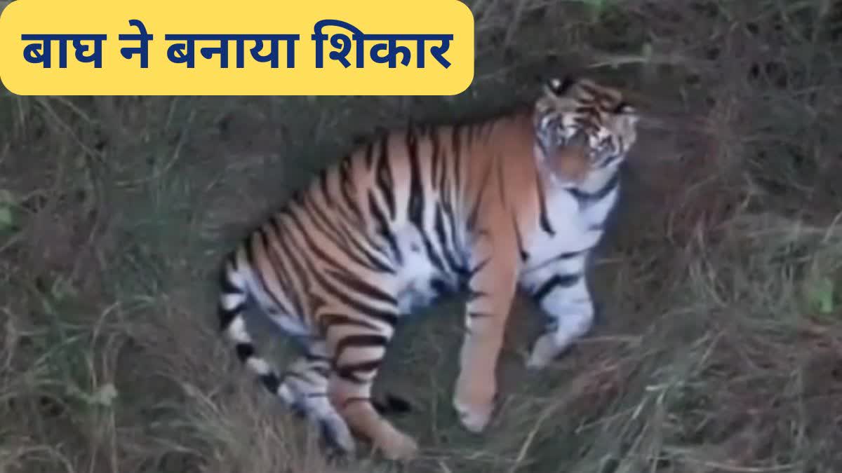 Dreaded tiger hunted bull