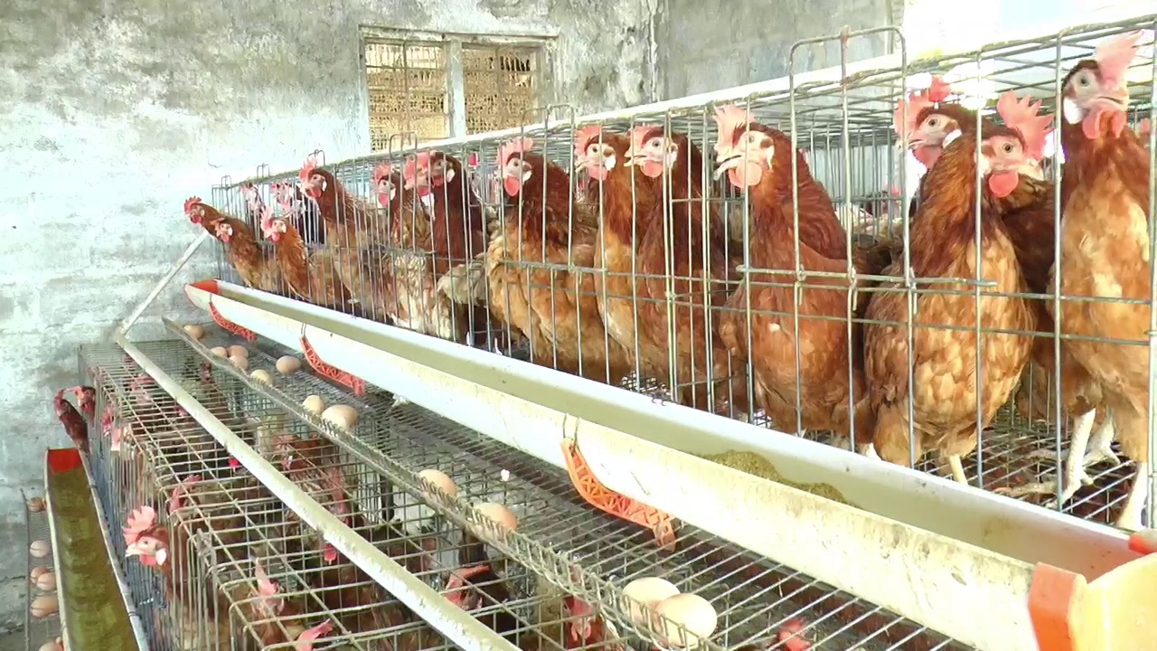 Poultry farming