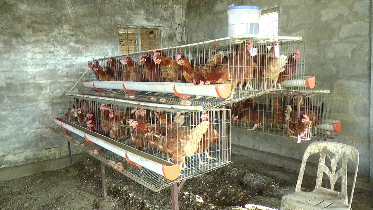 Poultry farming