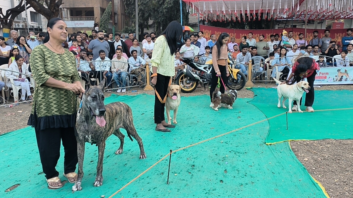 શ્વાનો માટે સ્પર્ધા