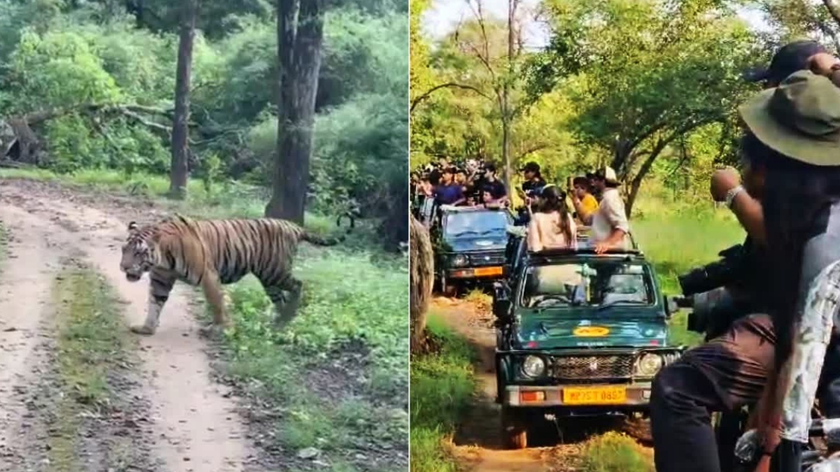 NEW year in kanha tiger reserve