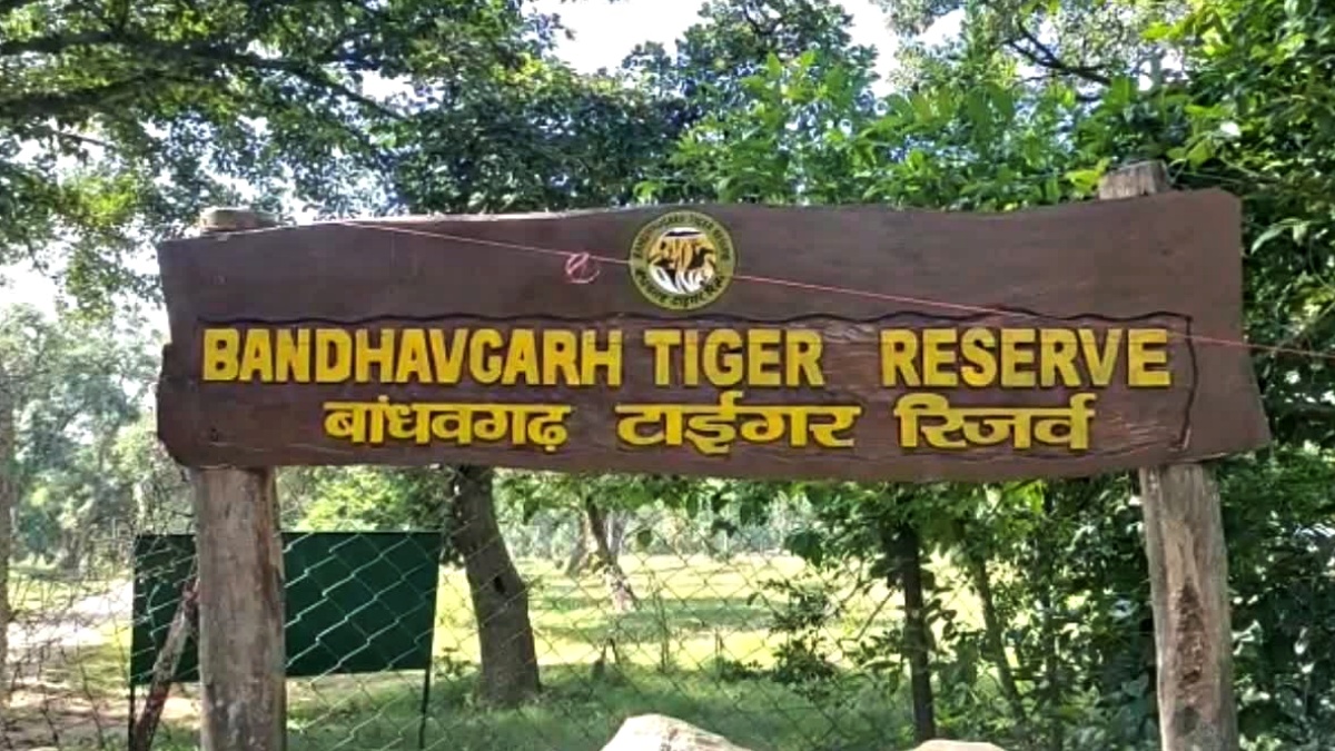 NEW year in bandhavgarh tiger reserve