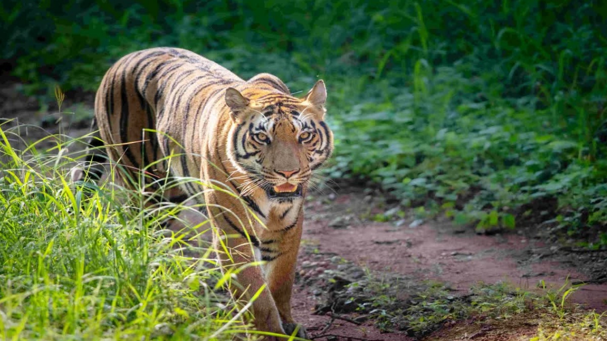 tiger state madhya pradesh tiger population