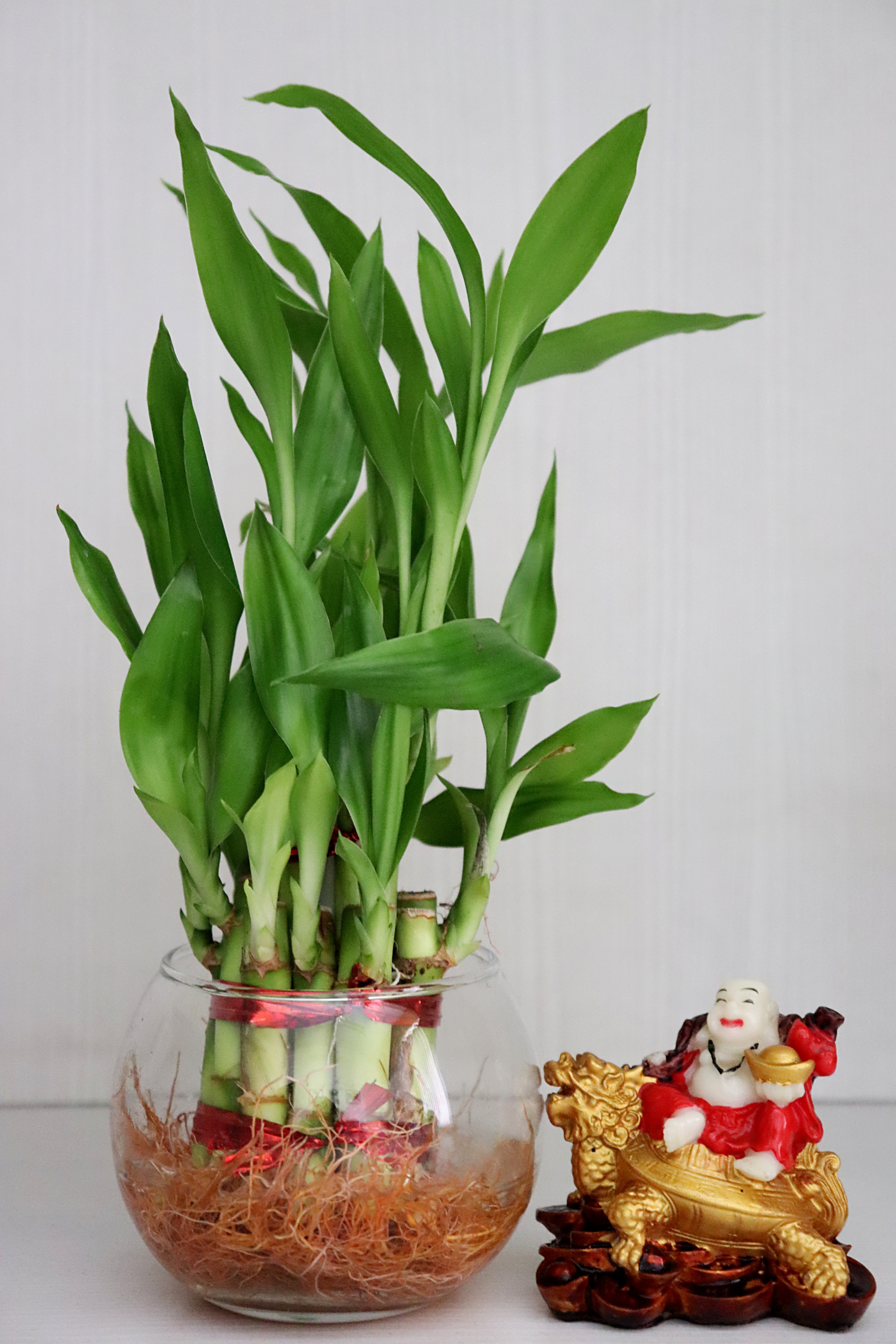 LUCKY BAMBOO BENEFITS  WHAT IS FENG SHUI  ലക്കി ബാംബൂ വളര്‍ത്തല്‍ ടിപ്‌സ്  LUCKY BAMBOO BENEFITS IN BEDROOM