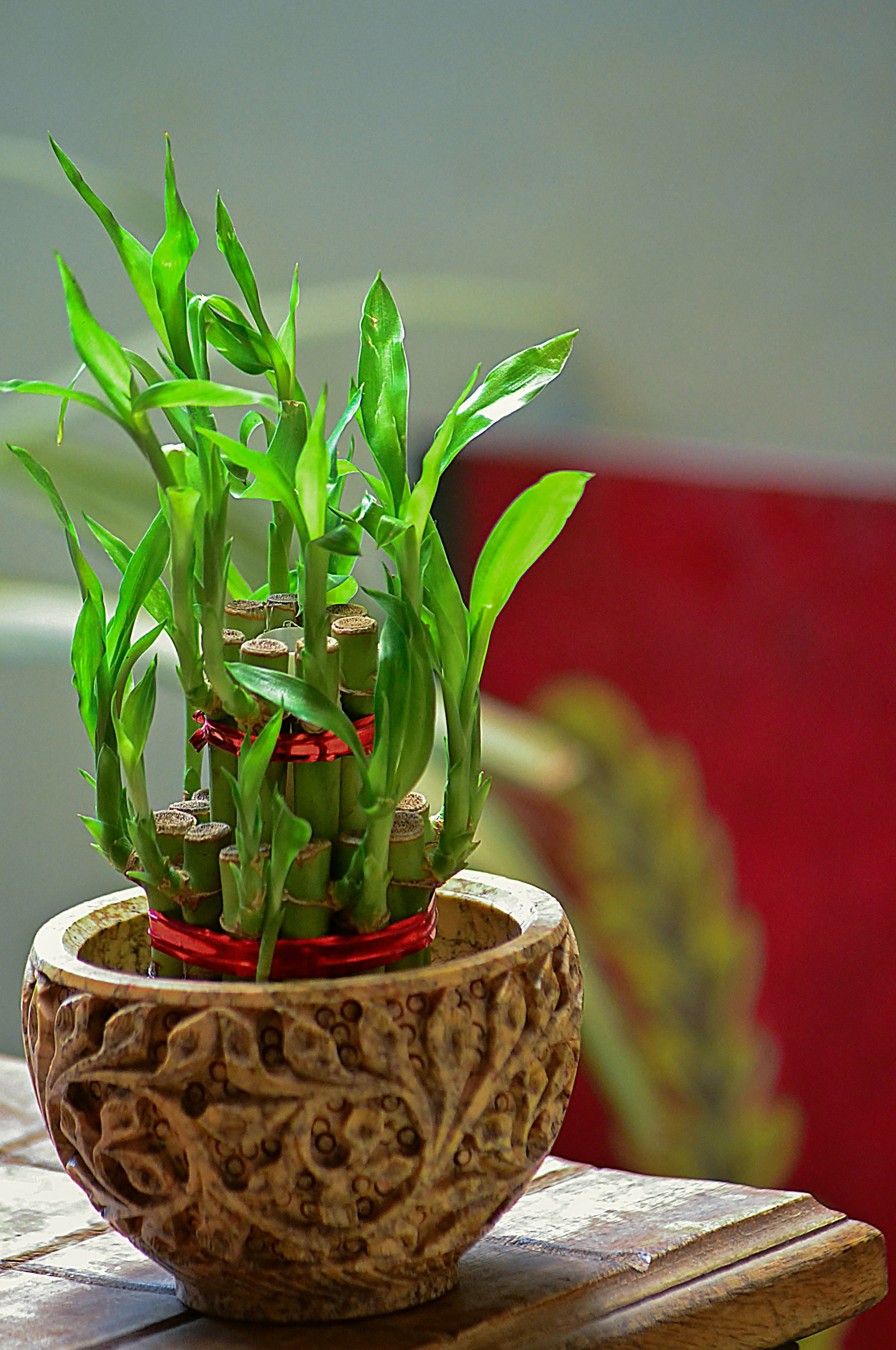 LUCKY BAMBOO BENEFITS  WHAT IS FENG SHUI  ലക്കി ബാംബൂ വളര്‍ത്തല്‍ ടിപ്‌സ്  LUCKY BAMBOO BENEFITS IN BEDROOM