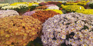 Flower show organised in Jamshedpur