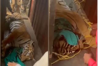 Tiger Zeenat Caged