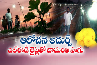 farming_marigold_with_led_lights_getting_good_income_in_kadapa_district