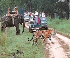 लखीमपुर खीरी जनपद के दुधवा नेशनल पार्क में सफारी का मजा लेते पर्यटक.