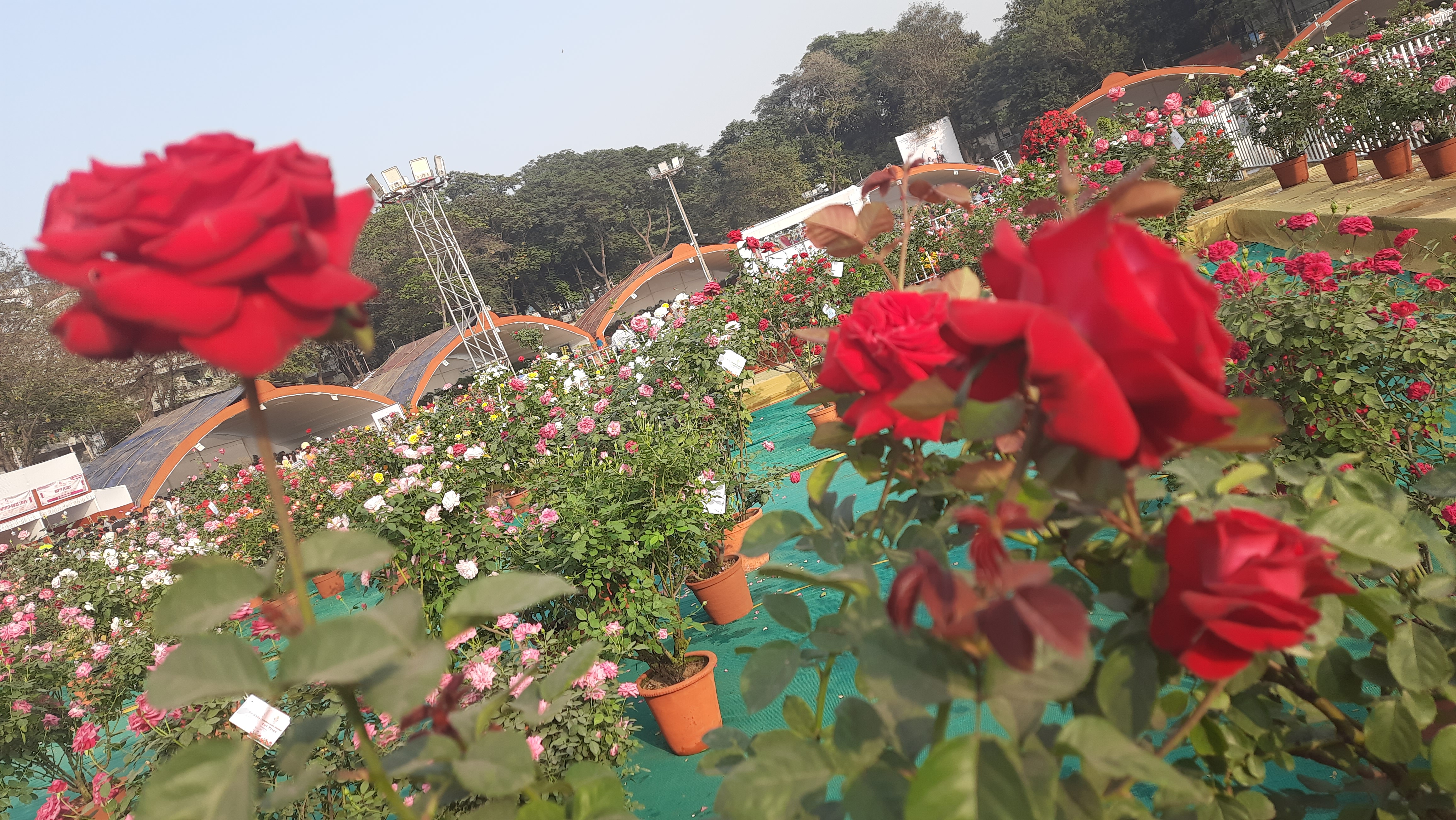 Flower show organized on new year in Jamshedpur