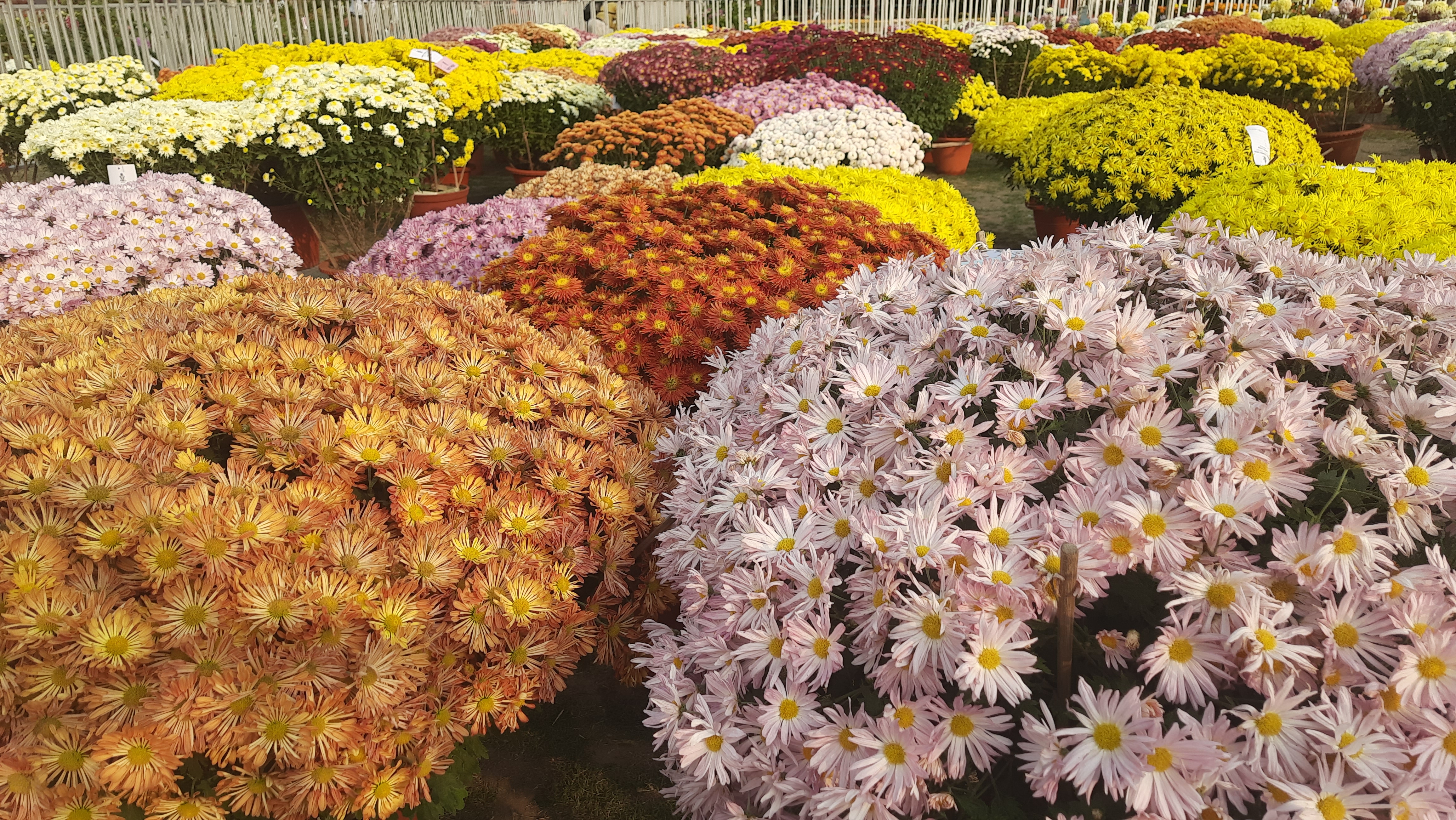 Flower show organized on new year in Jamshedpur