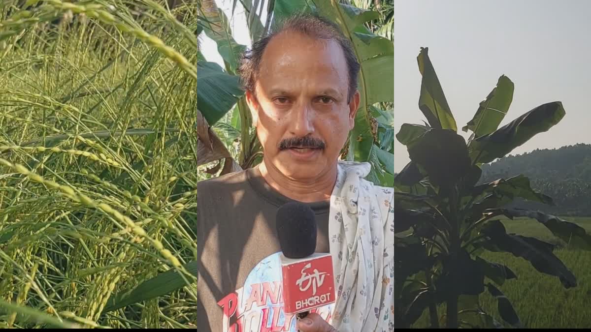 Sasi  Gandakashala rice  paddy fields  ഗന്ധകശാല നെല്ല്  വയനാട്  കണ്ണൂർ ജില്ല