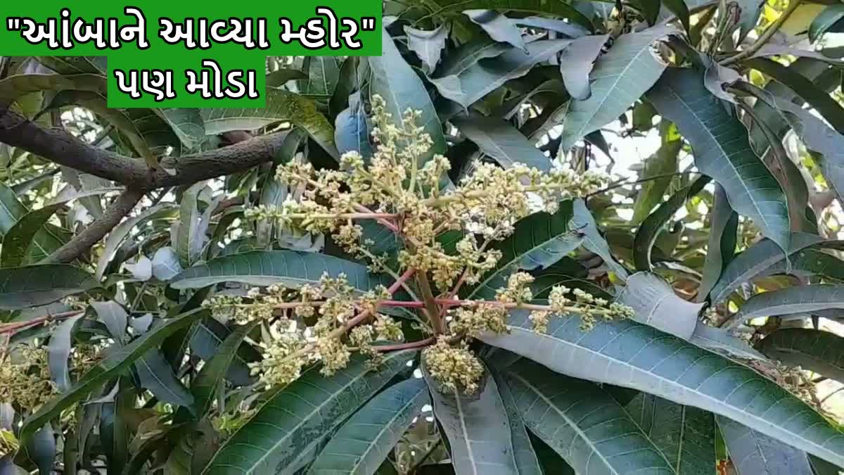 આંબાને આવ્યા મ્હોર, પણ મોડા