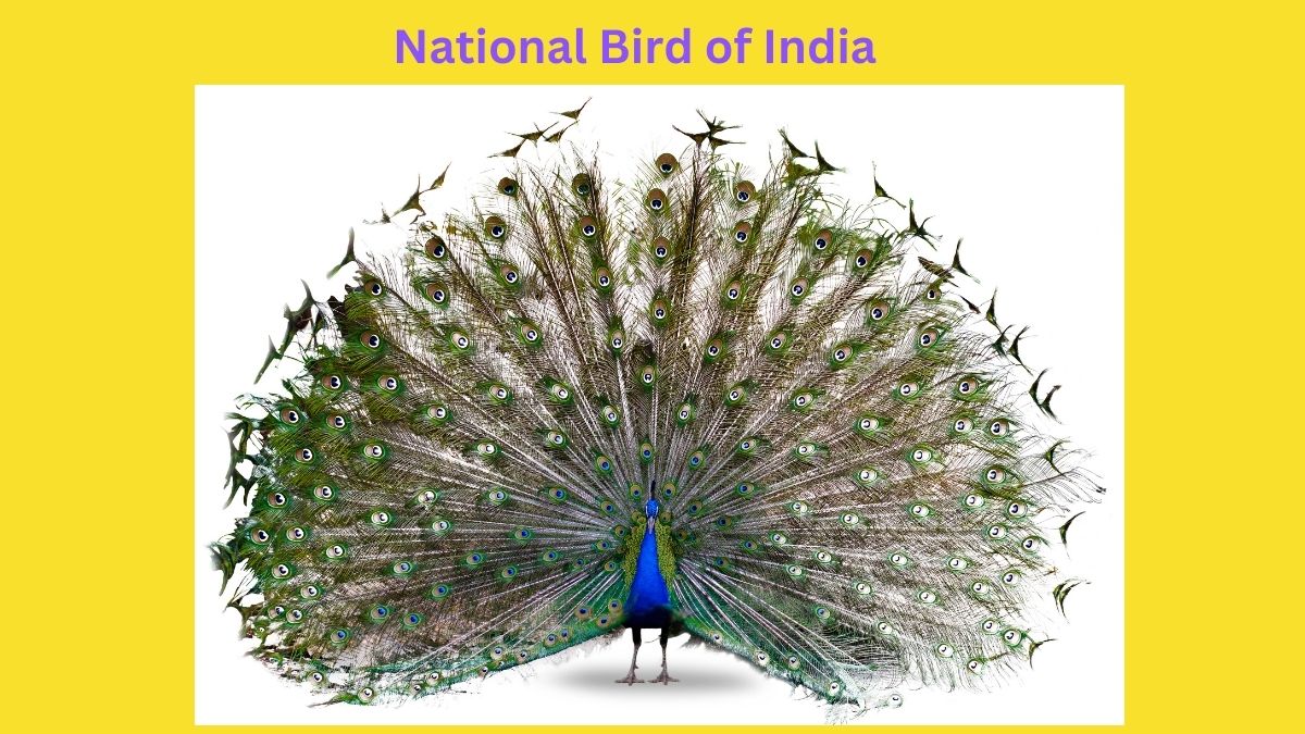 National Bird of India