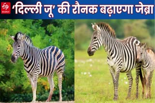 Delhi Zoo में गुजरात से आएगा जेब्रा