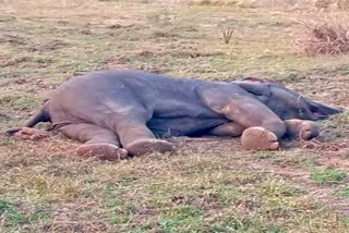 Elephant Died in Dhenkanal
