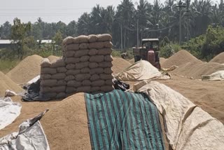 paddy procurement