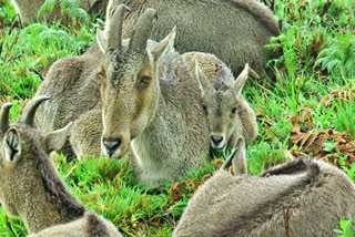 Iravikulam National Park  ഇരവികുളം ദേശീയോദ്യാനം  Nilgiri Tahr  വരയാടുകളുടെ പ്രജനനം