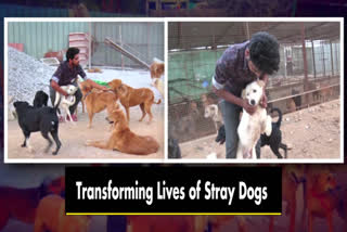 Hyderabad Man's Crusade Against Stray Dog Stigma and Neglect