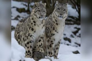 Snow Leopard