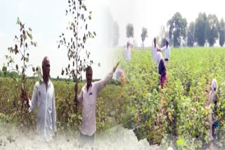 cotton_cultivation