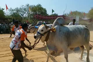 ongole_bull_competitions_at_yemmiganur_of_kurnool_district