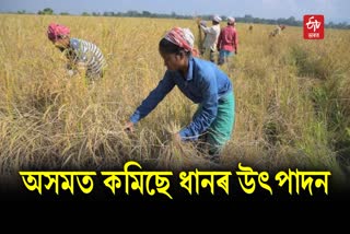 massive decline in the production of paddy in the assam
