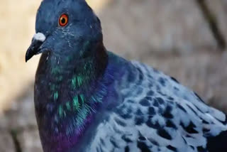 Suspected Chinese spy pigeon released after 8 months: Mumbai police