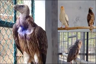 new birds arrived at vandalur park from kanpur park