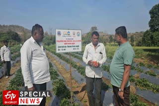 Strawberry Farming