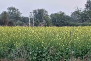 Moyal attack in mustard crop