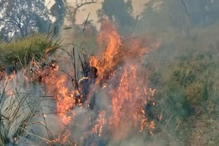 बगहा के वाल्मीकी टाइगर रिजर्व में आग