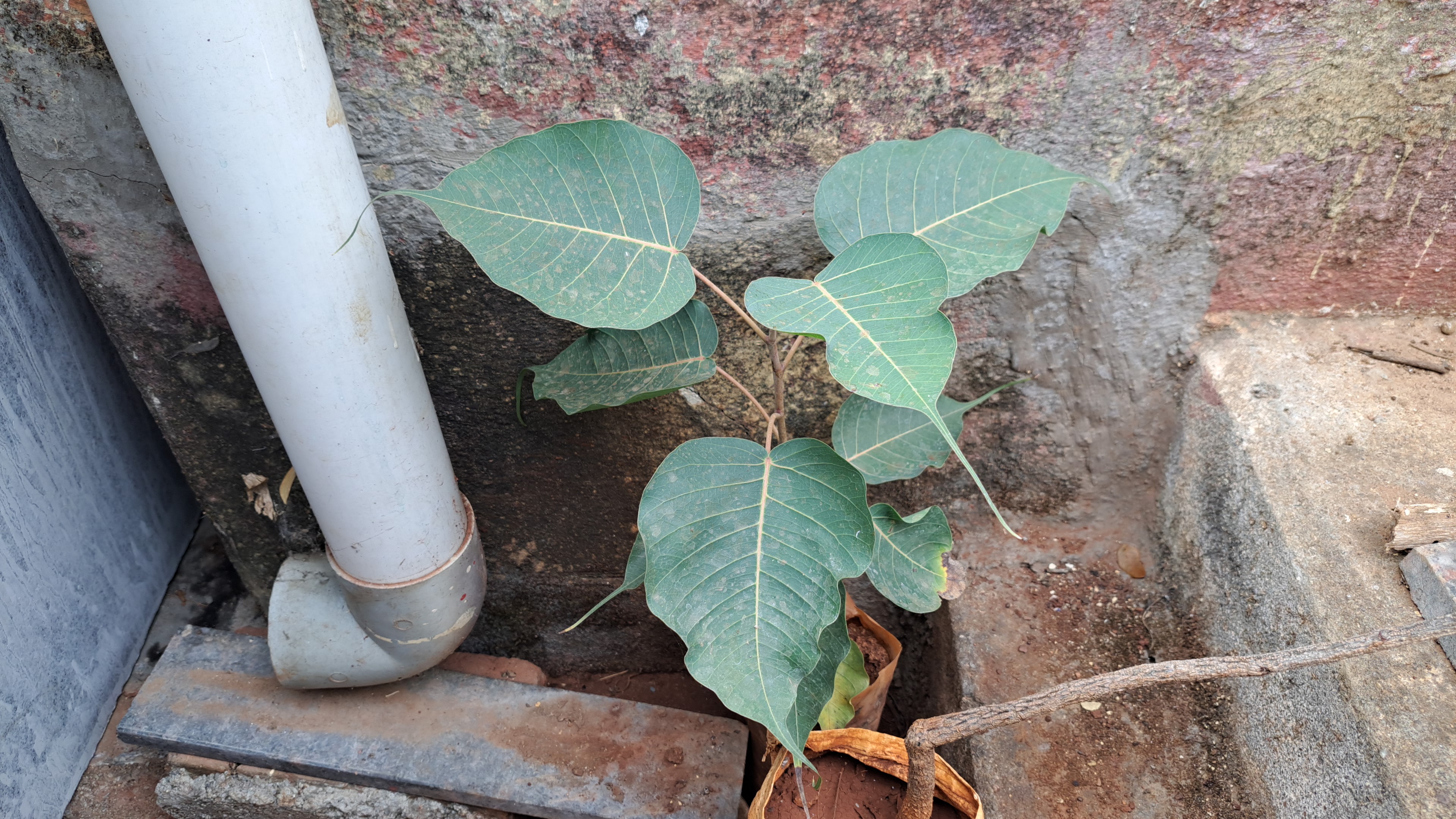 ಪಂಚವಟಿಕೆ ವೃಕ್ಷ