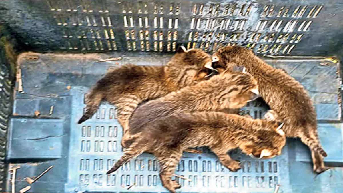 four_wild_cat_cubs_found_at_aagiripalli_hanuman_junction_main_road