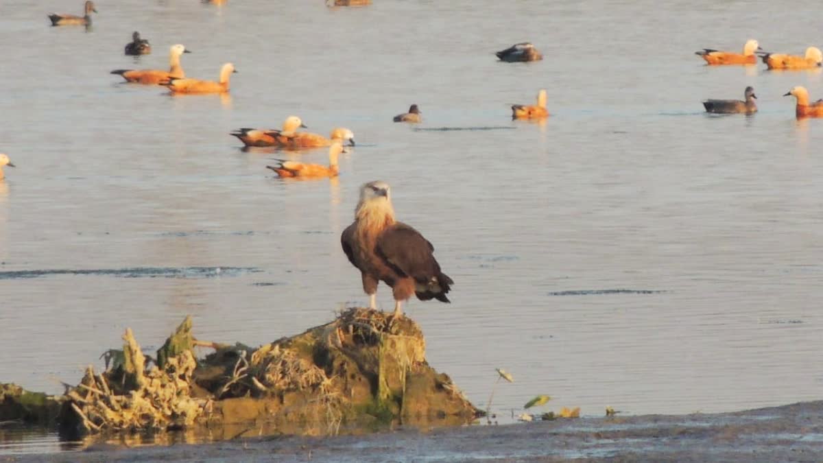 PALLAS FISH EAGLE VIKASNAGAR