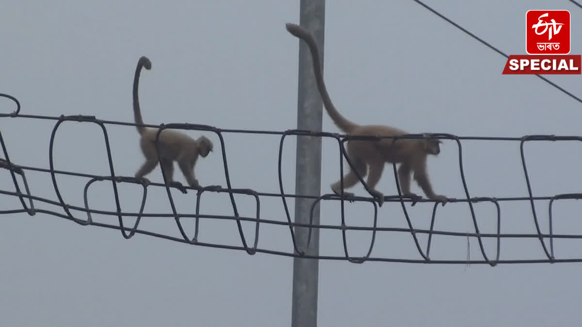 Hanging Bridge for rare golden langur at Kakaijana in Bongaigaon