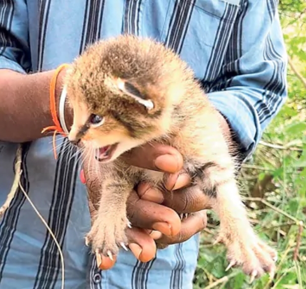 Wild Cat Cub