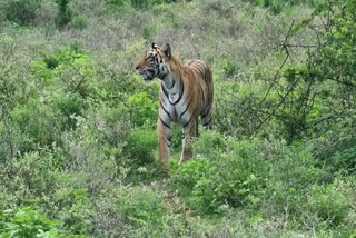 Tiger Died In Mutual Conflict