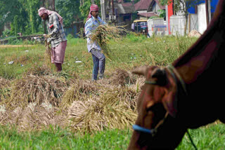 The pre-budget document for the 2024-25 fiscal has suggested policy reforms to discourage overproduction of cereals while boosting output of pulses and edible oils, which the country currently imports to meet domestic shortages.