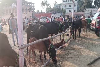 Pashudhan Yojna In Jamtara