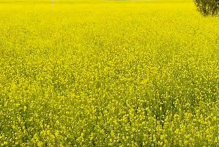 White Ratwa in mustard crop