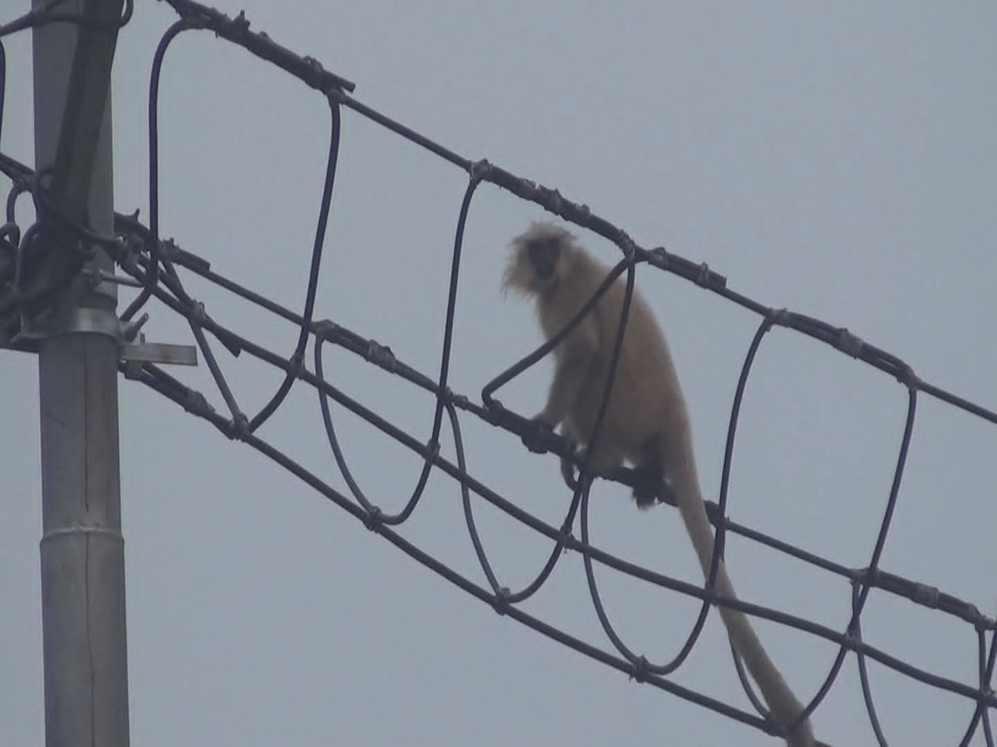 Hanging Bridge for rare golden langur at Kakaijana in Bongaigaon