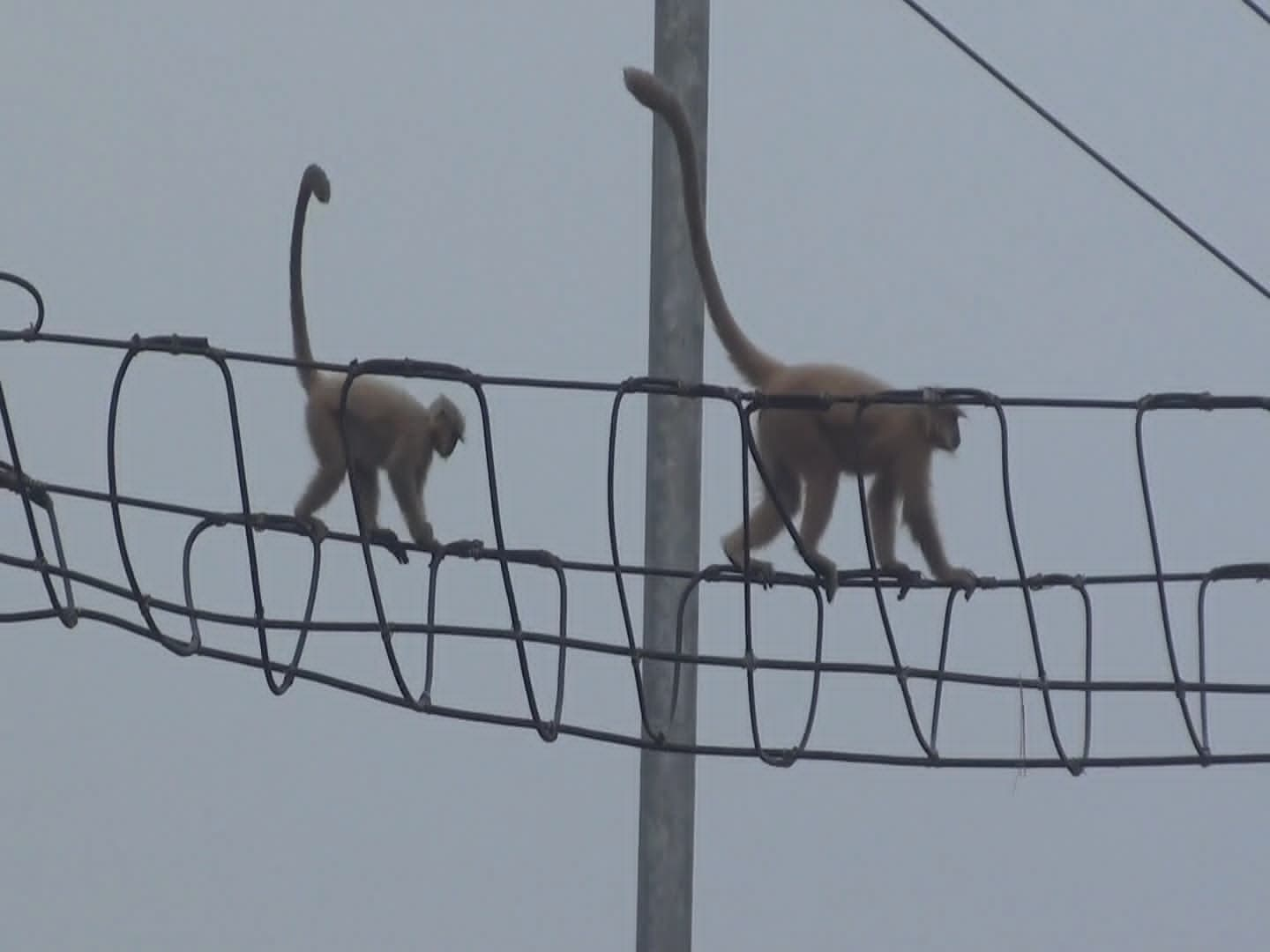 Hanging Bridge for rare golden langur at Kakaijana in Bongaigaon