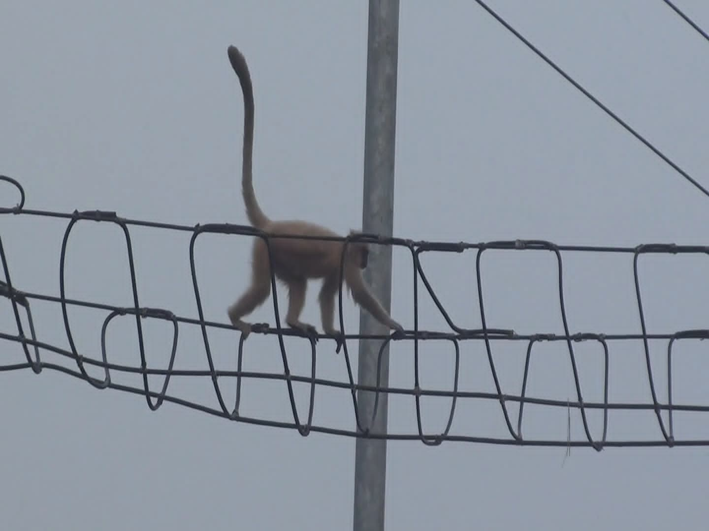 Hanging Bridge for rare golden langur at Kakaijana in Bongaigaon