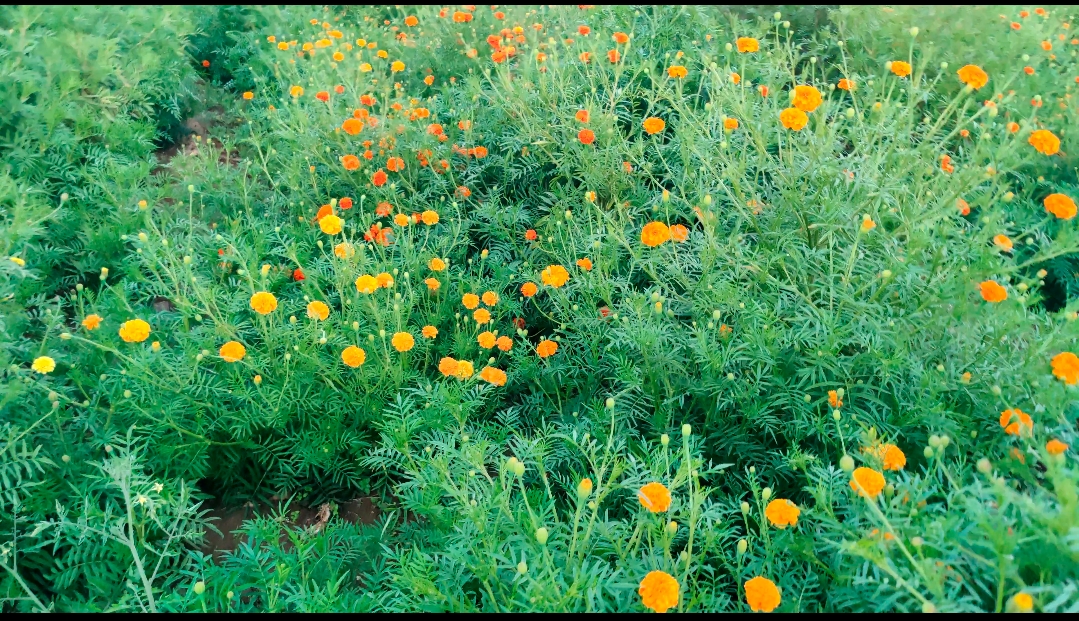 Bundelkhand flowers farming