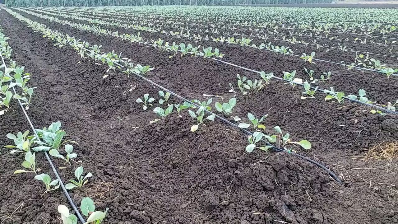 Shahdol Drip Irrigation