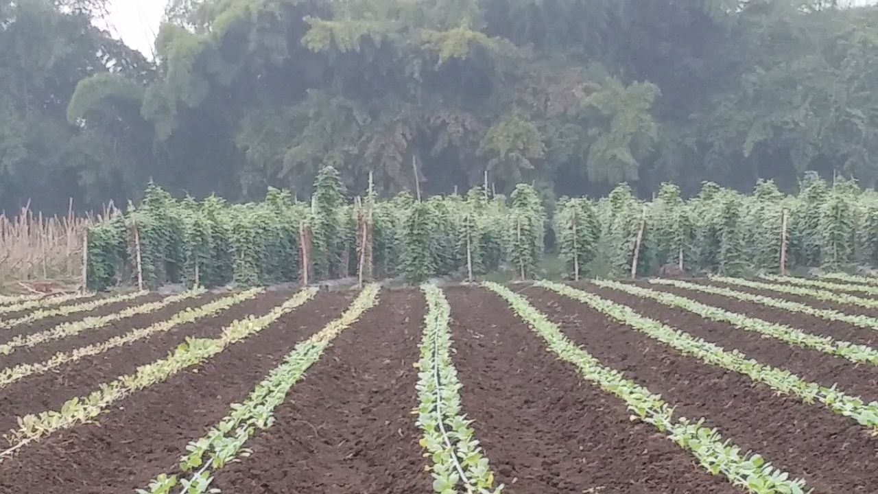 Farmers Drip irrigation Benefits