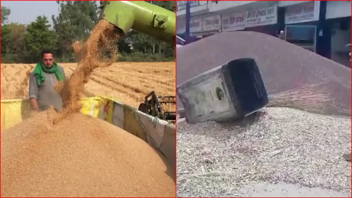 Mustard And Wheat Purchase In Haryana