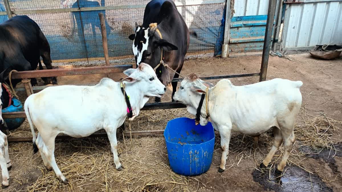 World Smallest Cow Breed